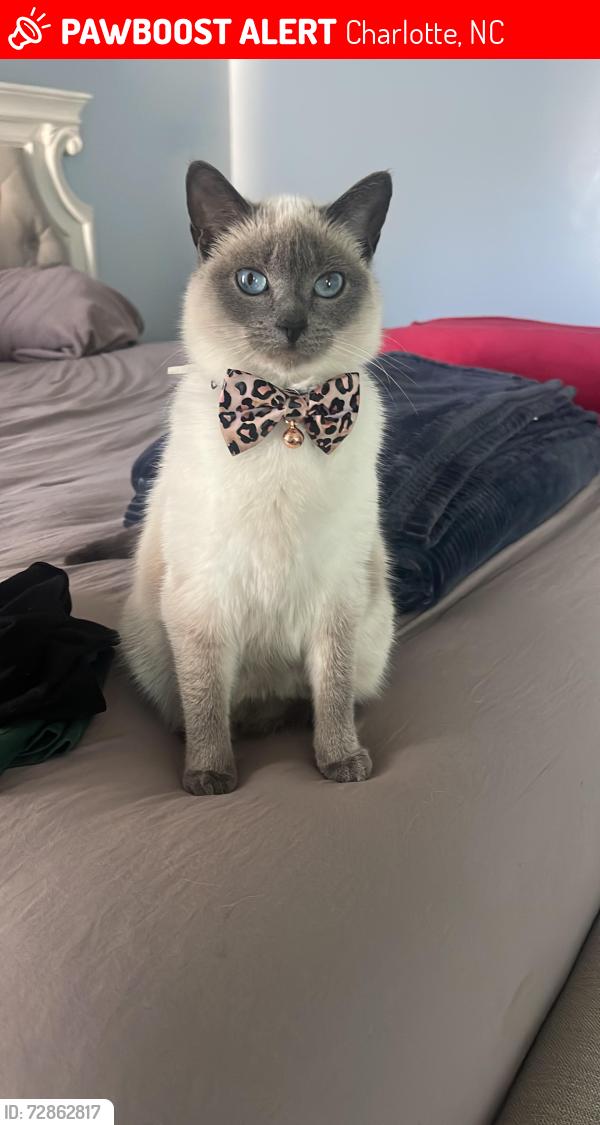 Lost Female Cat last seen Near Darbyshire Pl Charlotte Nc , Charlotte, NC 28216