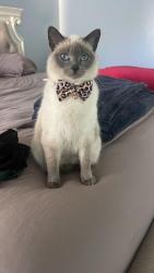 Lost Female Cat last seen Near Darbyshire Pl Charlotte Nc , Charlotte, NC 28216