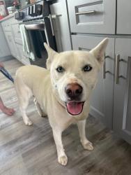 Found/Stray Female Dog last seen Hillsville Mini mart , Randolph County, NC 27350