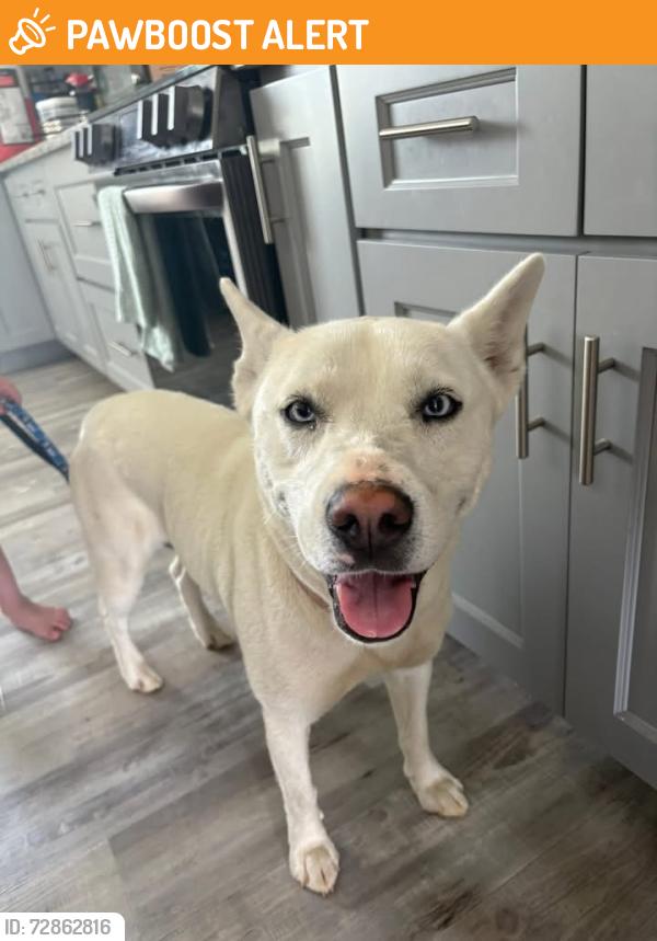 Found/Stray Female Dog last seen Hillsville Mini mart , Randolph County, NC 27350