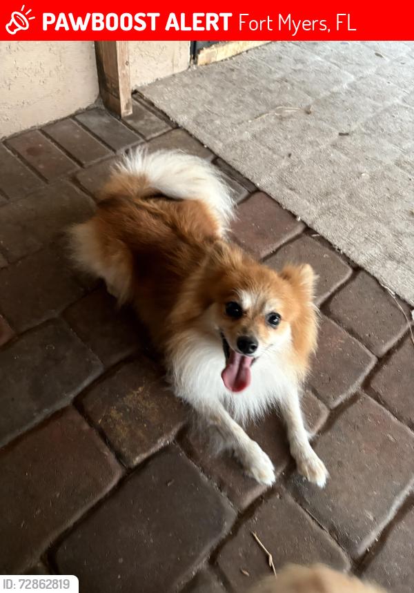 Lost Male Dog last seen Pebble beach rd and winged foot , Fort Myers, FL 33967