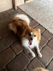 Lost Male Dog last seen Pebble beach rd and winged foot , Fort Myers, FL 33967