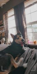 Lost Female Dog last seen Bargersville by the rail road tracks, Bargersville, IN 46106