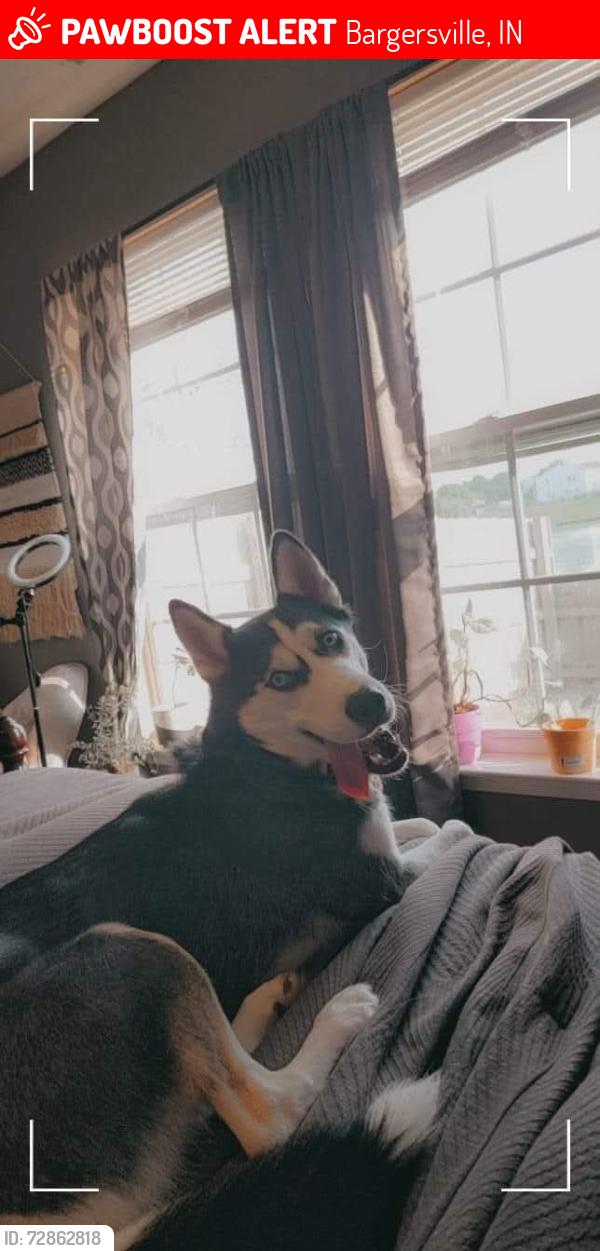 Lost Female Dog last seen Bargersville by the rail road tracks, Bargersville, IN 46106