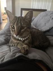 Lost Female Cat last seen Sheetz north main, High Point, NC 27265