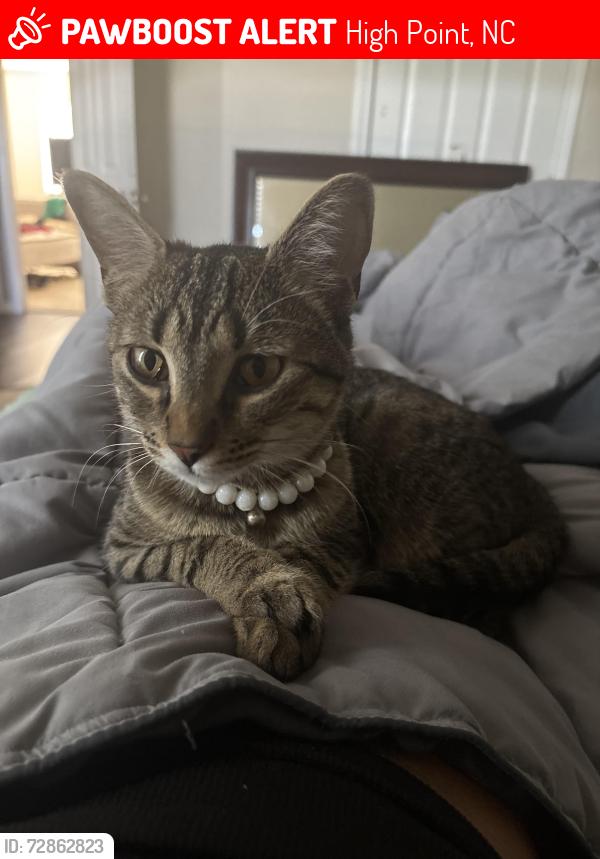Lost Female Cat last seen Sheetz north main, High Point, NC 27265