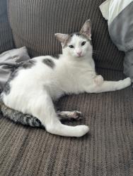 Reunited Male Cat last seen Across from Coates funeral  corner of seeden st and Sashabaw Rd , Drayton Plains, MI 48329