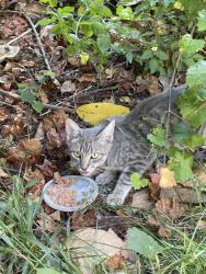 Found/Stray Unknown Cat last seen Preserve behind the plaza., Boca Raton, FL 33431
