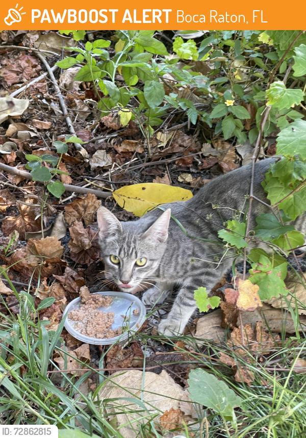 Found/Stray Unknown Cat last seen Preserve behind the plaza., Boca Raton, FL 33431