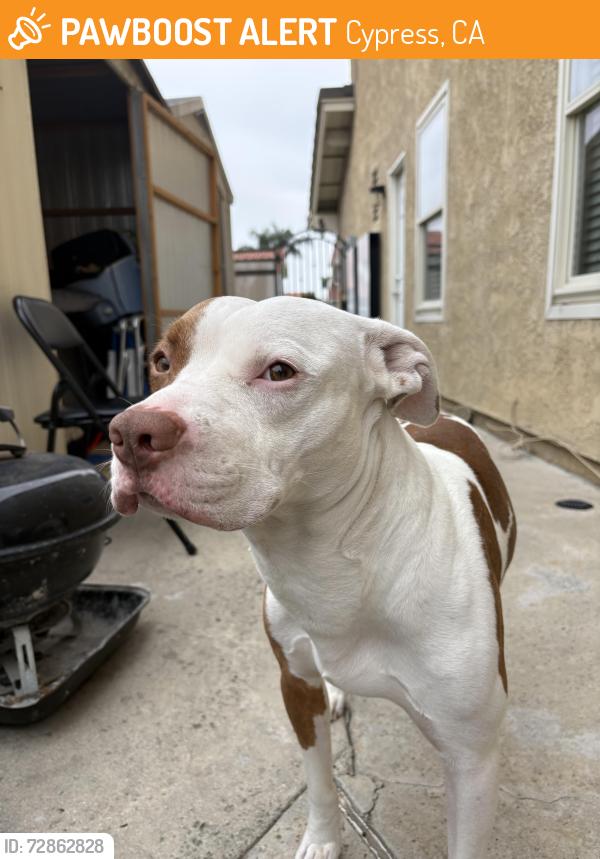 Found/Stray Male Dog last seen Ball and Denni, Cypress, CA 90630