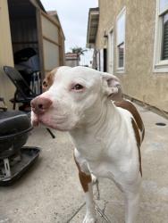 Found/Stray Male Dog last seen Ball and Denni, Cypress, CA 90630