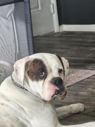 Lost Male Dog last seen By mc Donald's , Trafalgar, IN 46181