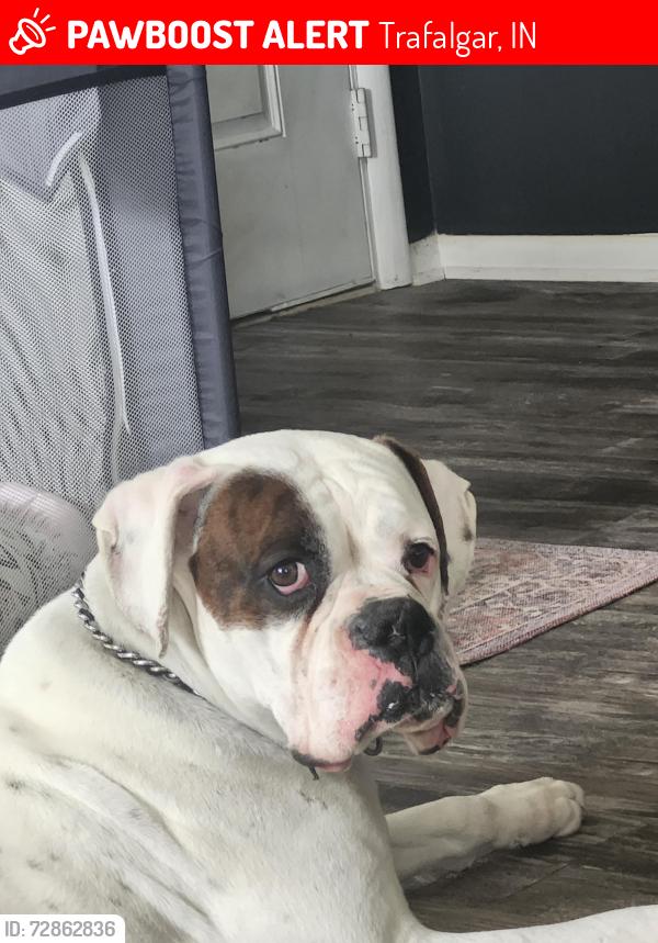 Lost Male Dog last seen By mc Donald's , Trafalgar, IN 46181