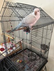 Lost Female Bird last seen Millerville Rd. The Regent apmts , Baton Rouge, LA 70816