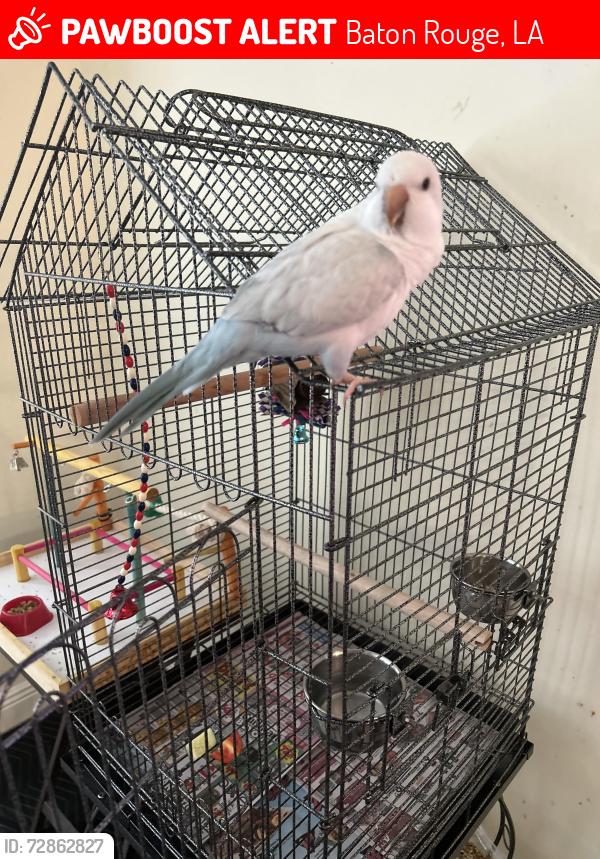 Lost Female Bird last seen Millerville Rd. The Regent apmts , Baton Rouge, LA 70816