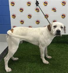 Shelter Stray Male Dog last seen CURLEY RD AND GREENWOOD LOOP, 19640 Dogpatch Ln, Land O' Lakes, FL 34638, USA