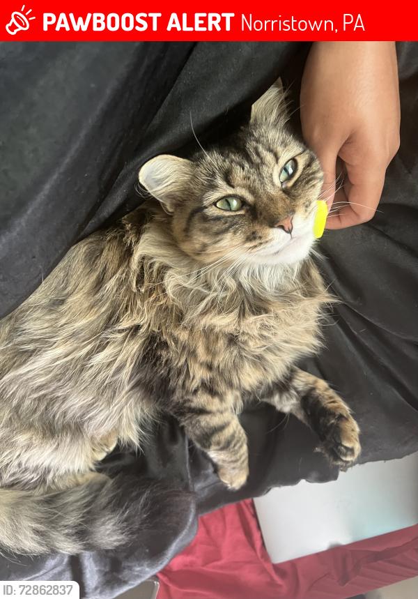 Lost Female Cat last seen West Marshall Street, Norristown, PA 19401