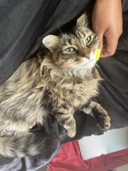 Lost Female Cat last seen West Marshall Street, Norristown, PA 19401