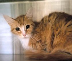 Shelter Stray Female Cat last seen , Los Angeles, CA 90047