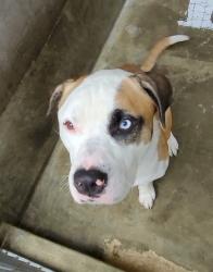 Shelter Stray Male Dog last seen , Los Angeles, CA 90047