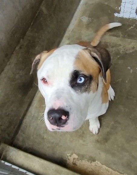 Shelter Stray Male Dog last seen , Los Angeles, CA 90047