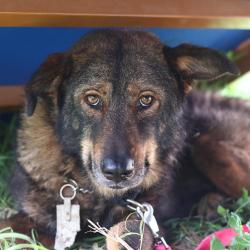 Shelter Stray Female Dog last seen , San Antonio, TX 78227