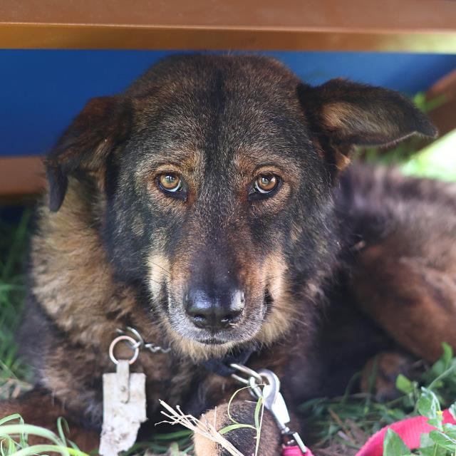Shelter Stray Female Dog last seen , San Antonio, TX 78227