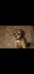 Lost Male Dog last seen In moser farms neighborhoid, Prospect, KY 40059
