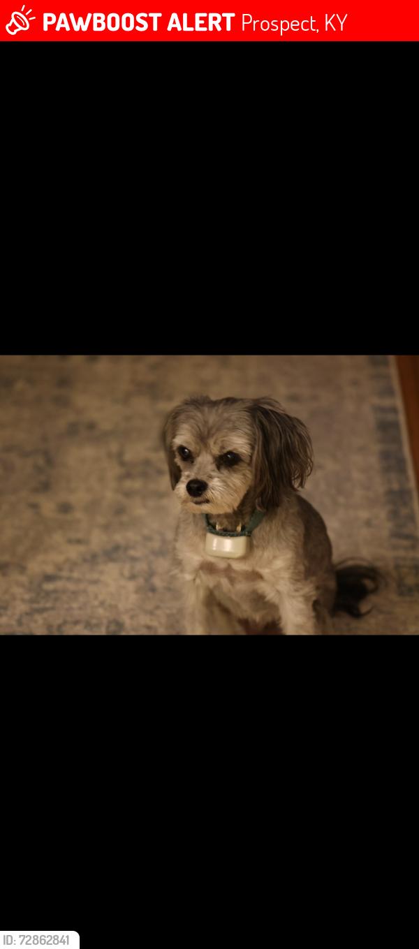 Lost Male Dog last seen In moser farms neighborhoid, Prospect, KY 40059