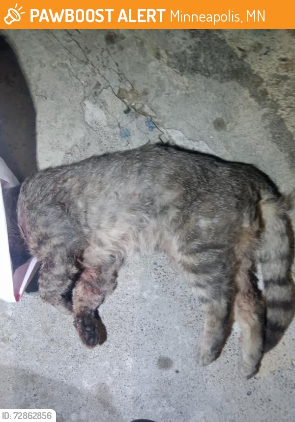 Found/Stray Unknown Cat last seen 57th St N and James Ave N, Minneapolis, MN 55430