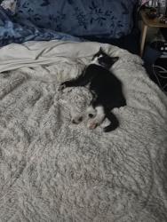 Lost Male Cat last seen Apache loop, Rio Rancho, NM 87124