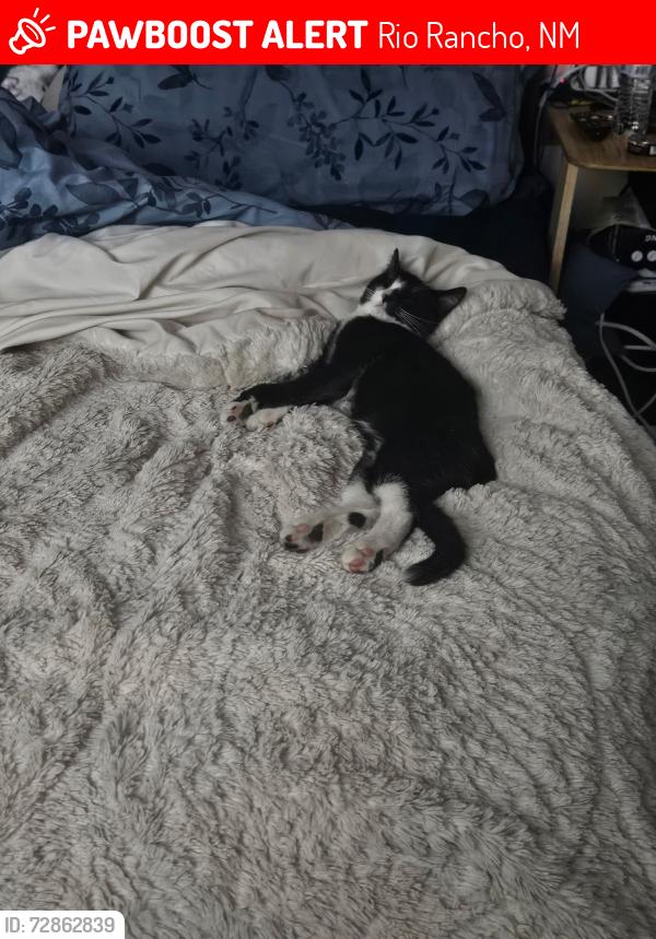 Lost Male Cat last seen Apache loop, Rio Rancho, NM 87124