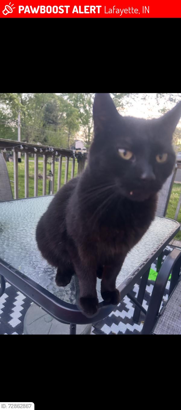 Lost Female Cat last seen Charles St, Lafayette, IN 47904