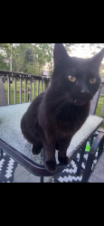 Lost Female Cat last seen Charles St, Lafayette, IN 47904