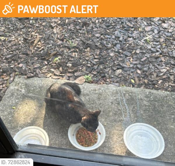 Found/Stray Unknown Cat last seen The Crest at Altamonte apmts on Calibre Crest Pkwy., Altamonte Springs, FL 32714