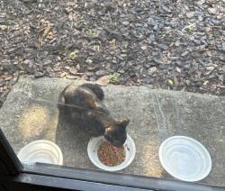 Found/Stray Unknown Cat last seen The Crest at Altamonte apmts on Calibre Crest Pkwy., Altamonte Springs, FL 32714