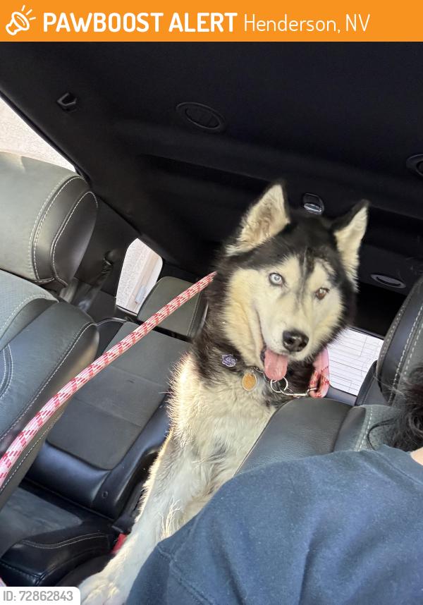 Found/Stray Male Dog last seen Arroyo Mesa development, found on Hennepin Dr, Henderson, NV 89014
