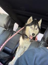 Found/Stray Male Dog last seen Arroyo Mesa development, found on Hennepin Dr, Henderson, NV 89014