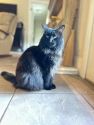 Lost Male Cat last seen Near Bloomington Elementary School, St. George, UT 84790