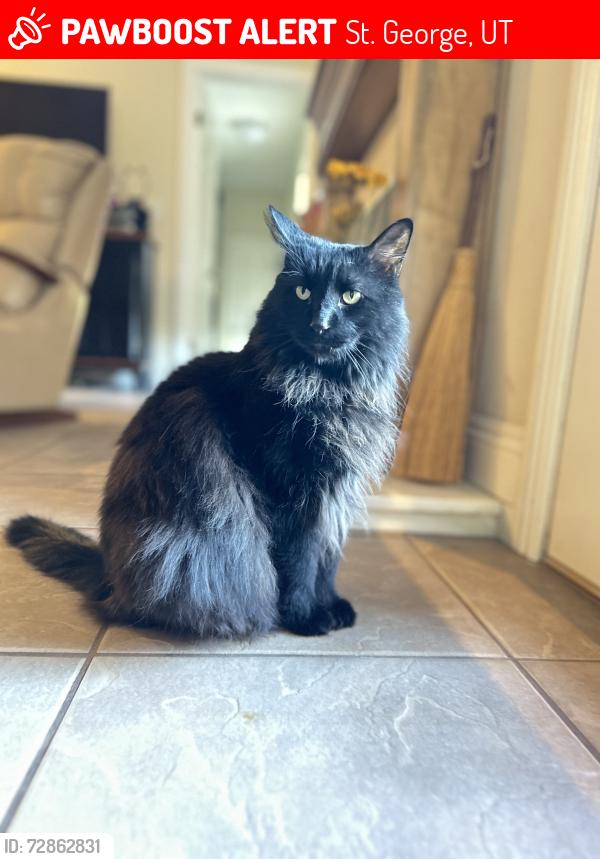 Lost Male Cat last seen Near Bloomington Elementary School, St. George, UT 84790