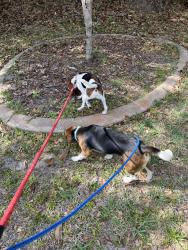 Lost Male Dog last seen Behind 412 W highbanks rd , DeBary, FL 32713