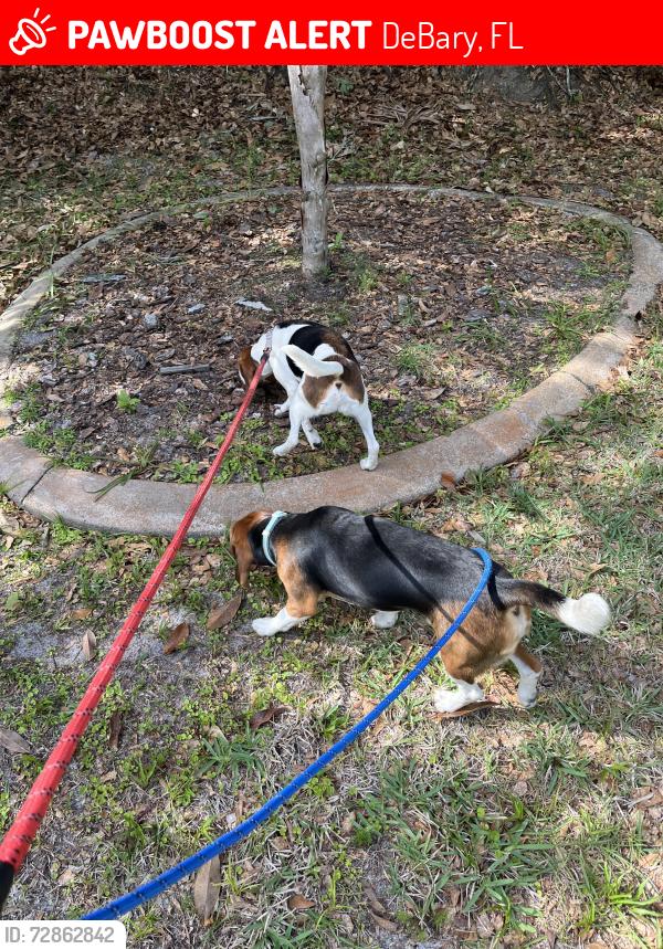 Lost Male Dog last seen Behind 412 W highbanks rd, DeBary, FL 32713