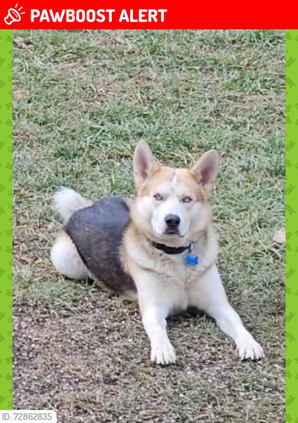 Lost Male Dog last seen Cox valley road hmstd Open range road , Cumberland County, TN 37723