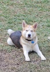 Lost Male Dog last seen Cox valley road hmstd Open range road , Cumberland County, TN 37723