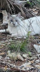 Found/Stray Unknown Cat last seen Vintage Oaks, New Braunfels, TX 78132