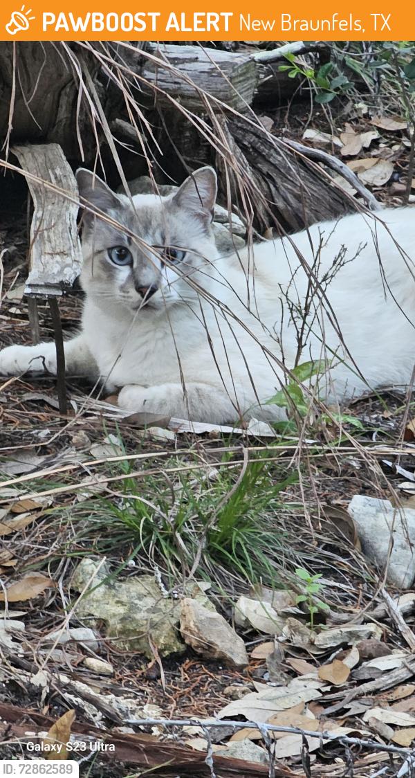 Found/Stray Unknown Cat last seen Vintage Oaks, New Braunfels, TX 78132