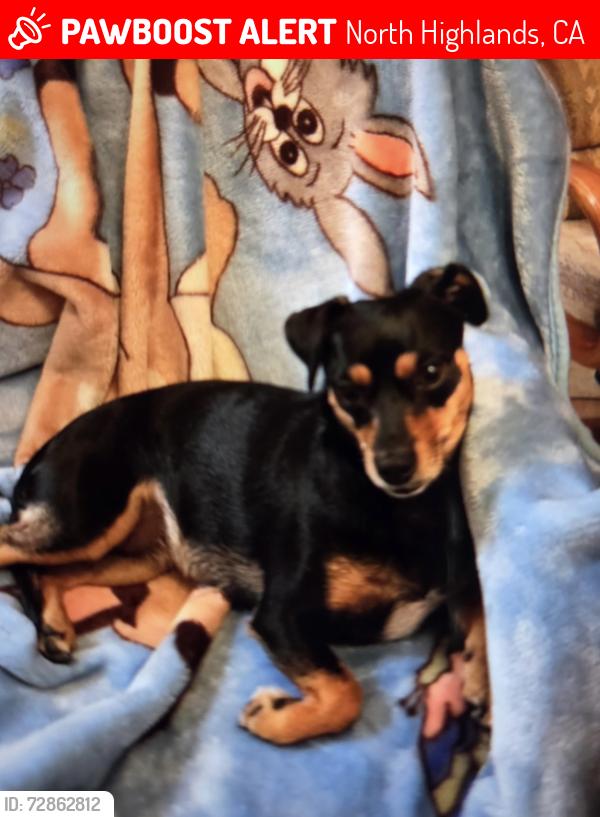 Lost Female Dog last seen Alta Lorraine Way and Glascow Dr, North Highlands, CA 95660