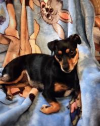 Lost Female Dog last seen Alta Lorraine Way and Glascow Dr, North Highlands, CA 95660