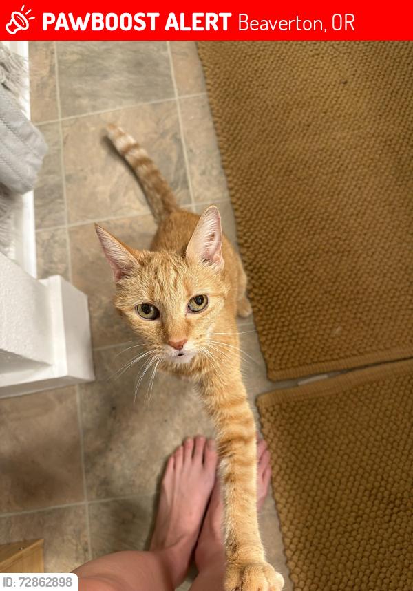 Lost Female Cat last seen Walker & Canyon & Underwood, Beaverton, OR 97005