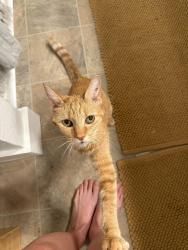 Lost Female Cat last seen Walker & Canyon & Underwood, Beaverton, OR 97005
